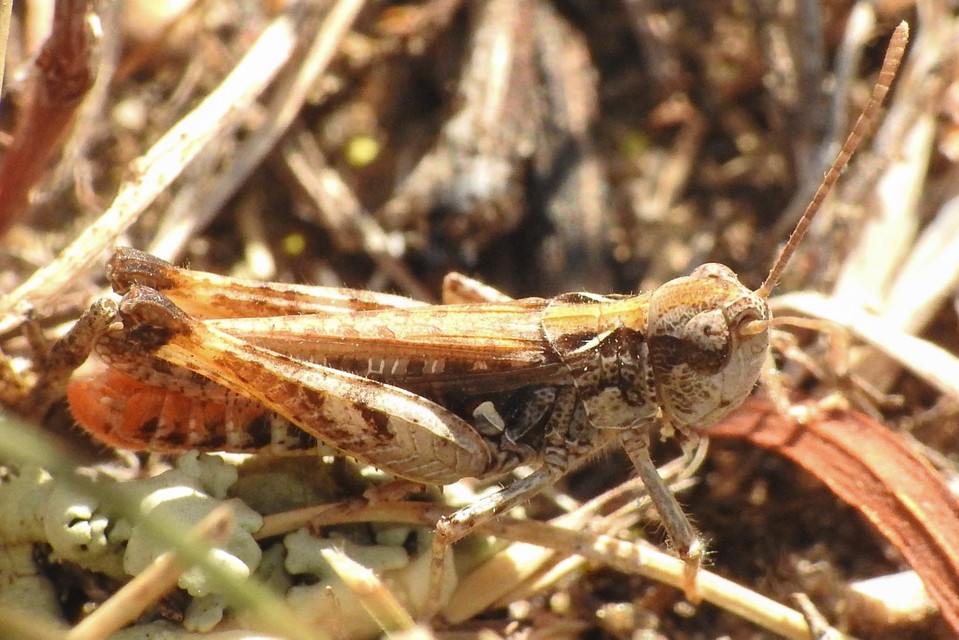 Myrmeleotettix maculatus - kis bunkóscsápúsáska