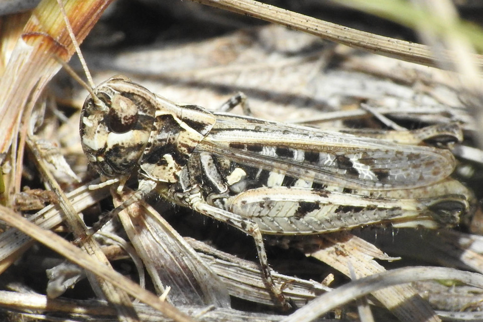 Omocestus petraeus - szőke tarlósáska