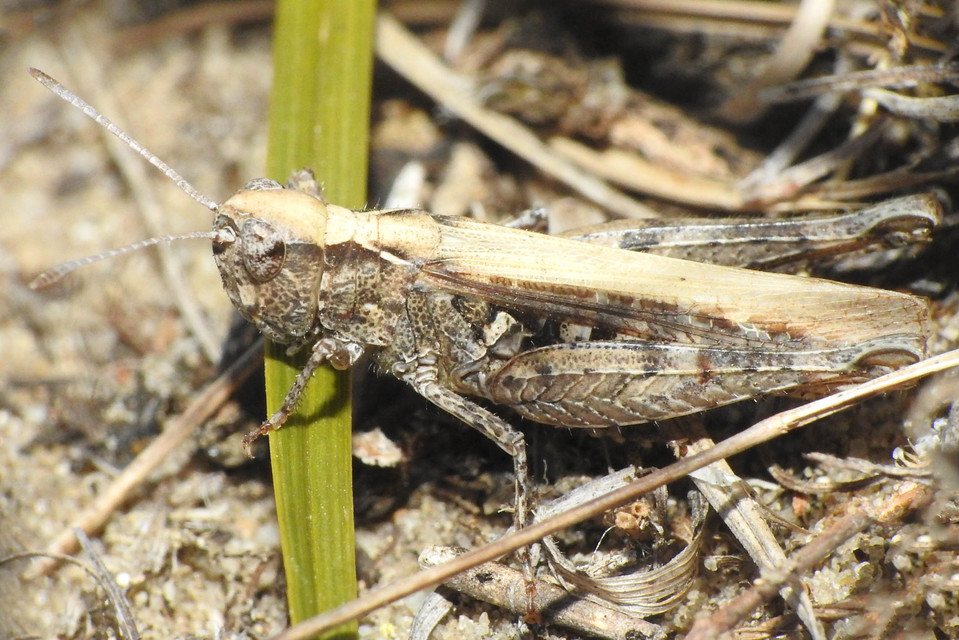 Myrmeleotettix antennatus - homoki bunkóscsápúsáska