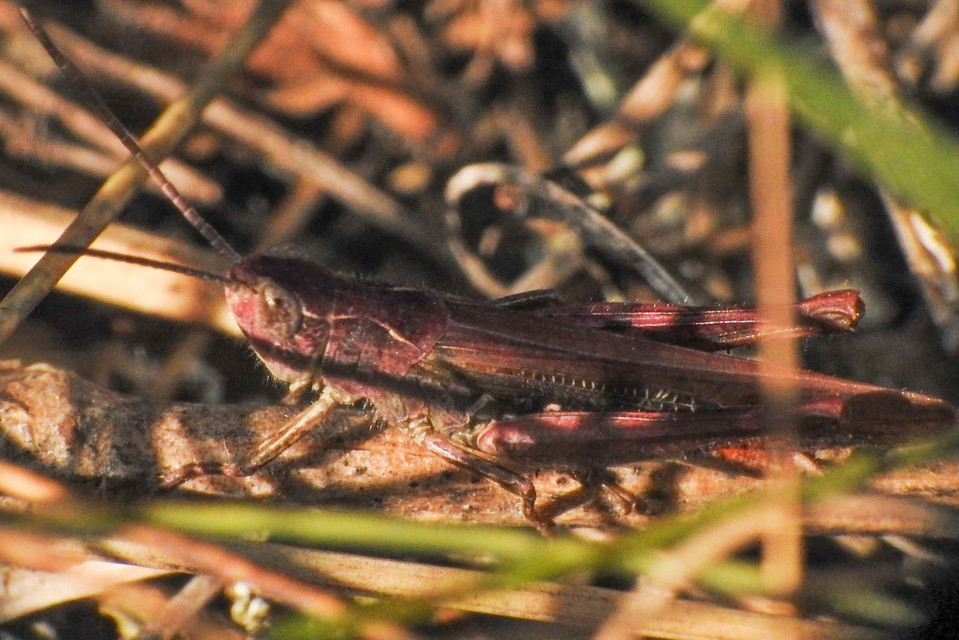 Chorthippus mollis - halk tarlósáska