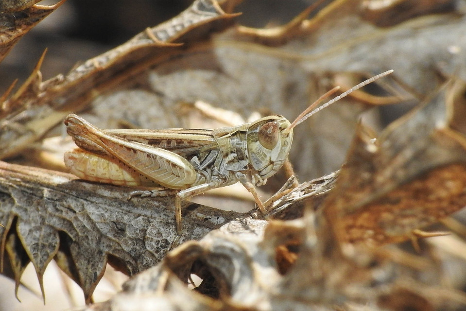 Omocestus petraeus - szőke tarlósáska