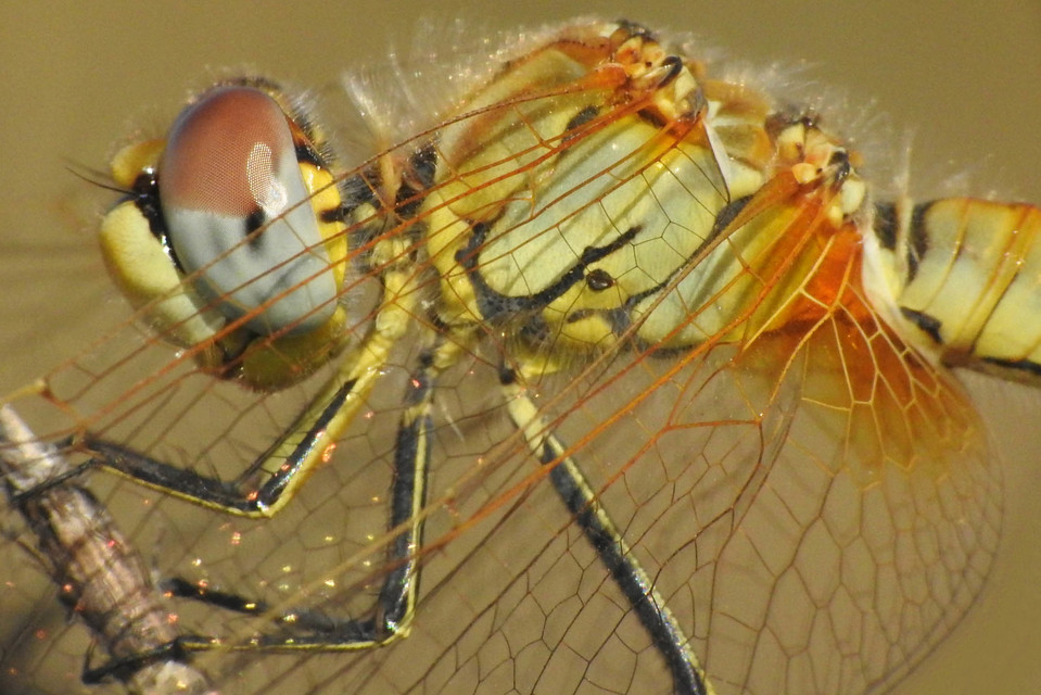 Sympetrum fonscolombii - vándor katona-szitakötő