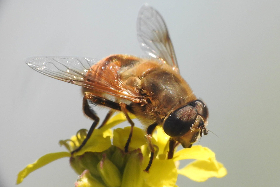Eristalis tenax - közönséges herelégy