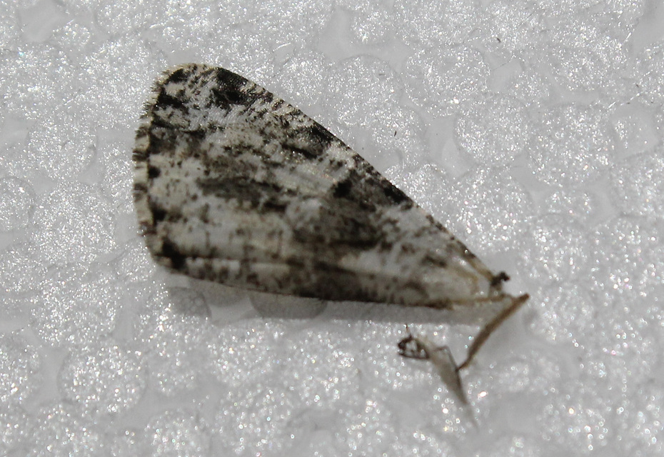 Fagivorina arenaria - bükkfaaraszoló