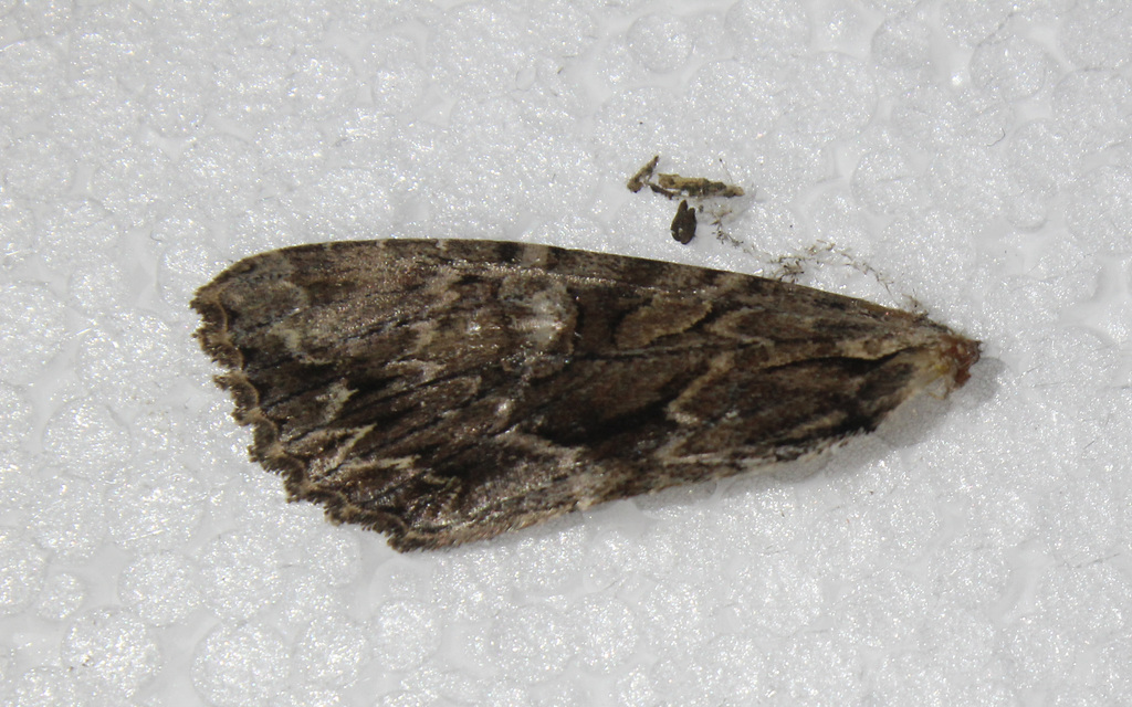 Apamea monoglypha - nagy dudvabagoly