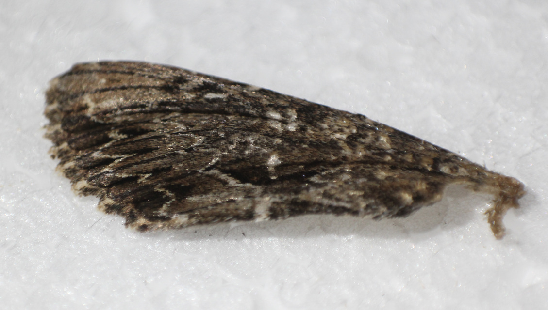 Apamea monoglypha - nagy dudvabagoly