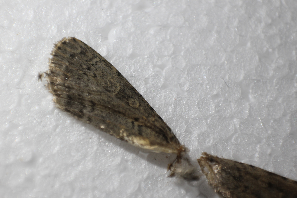 Rhyacia simulans - hamvas földibagoly