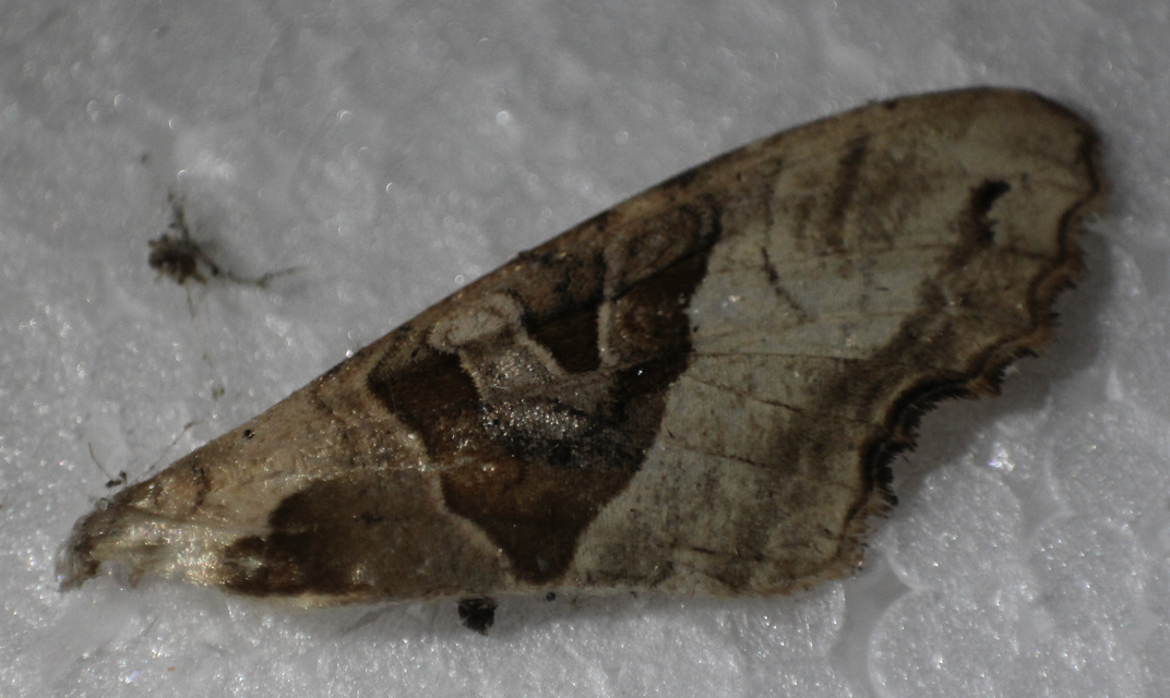 Phlogophora meticulosa - vándorló csipkésbagoly