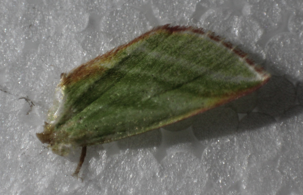 Pseudoips prasinana - bükkfa-zöldbagoly
