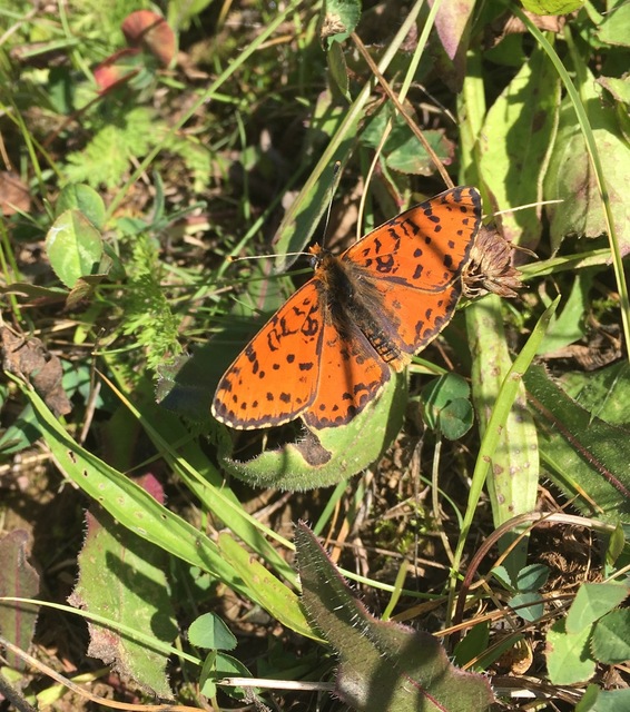 Melitaea didyma - tüzes tarkalepke