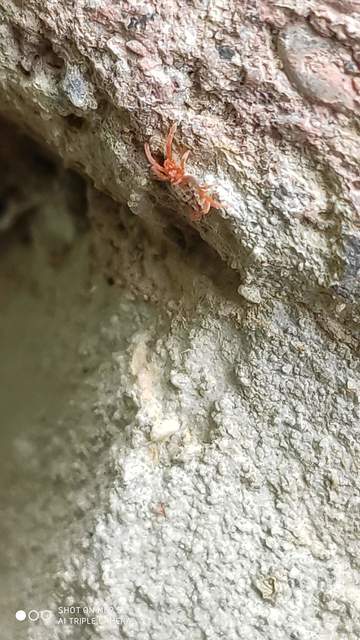 Allothrombium