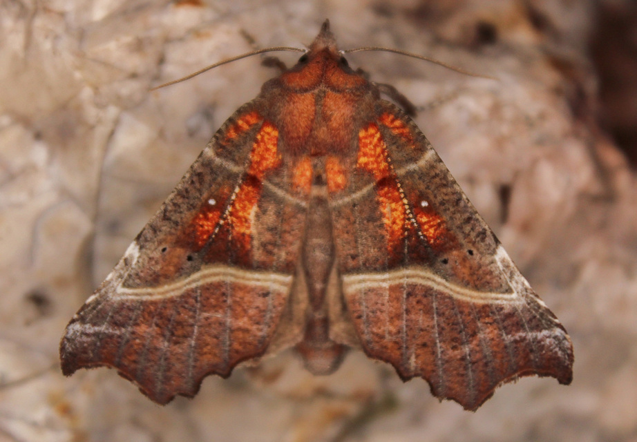 Scoliopteryx libatrix - vörös csipkésbagoly