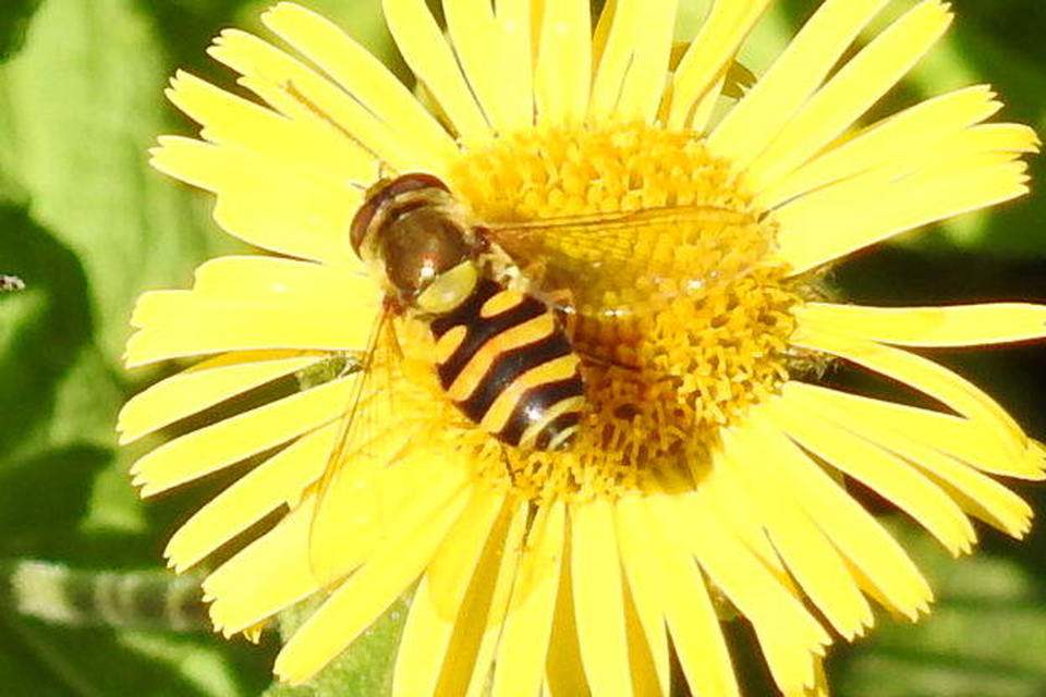 Syrphus
