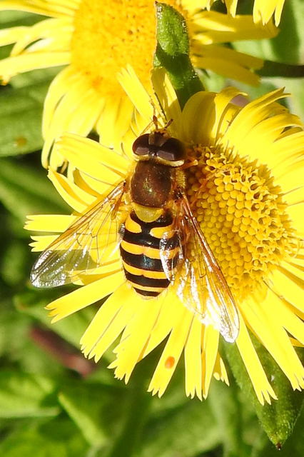 Syrphus
