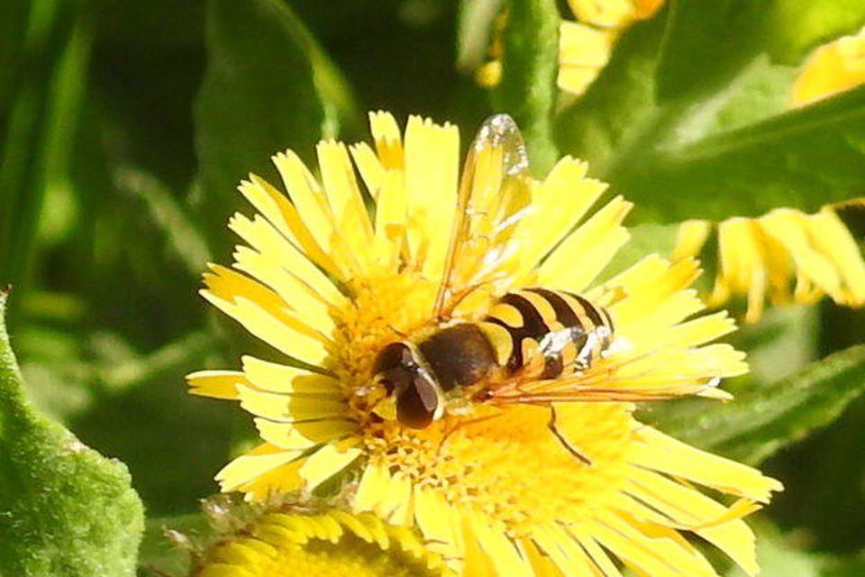 Syrphus