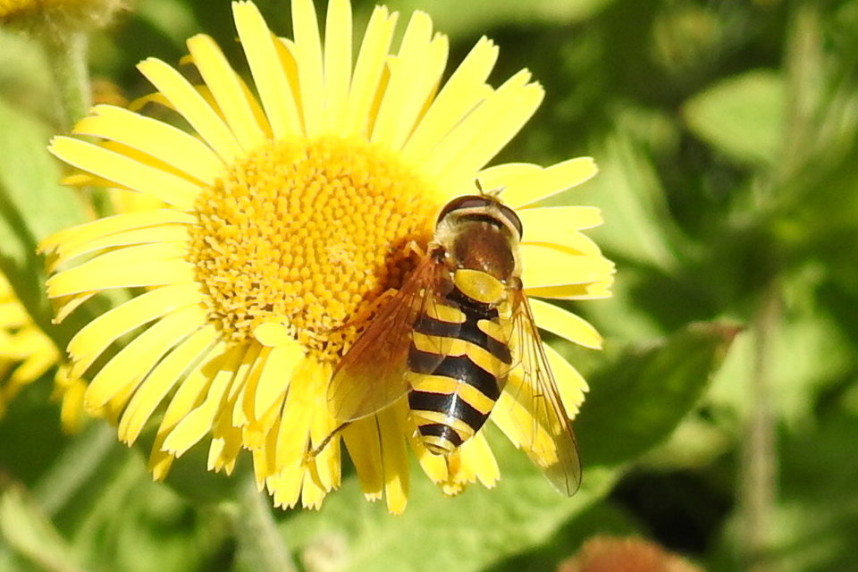 Syrphus