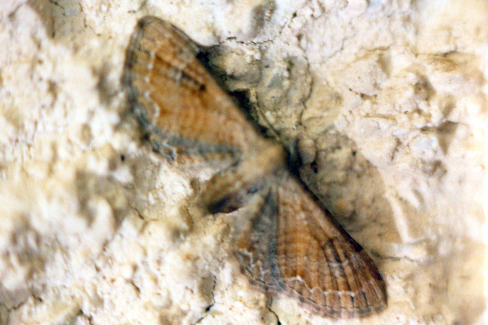 Eupithecia simpliciata - kerekszárnyú törpearaszoló