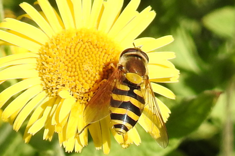 Syrphus