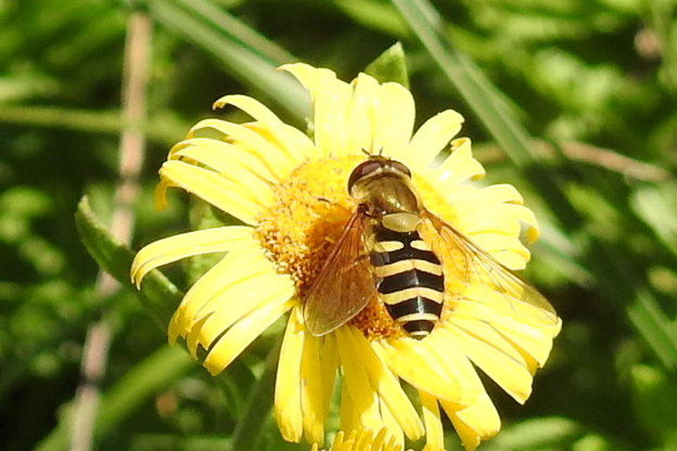 Syrphus