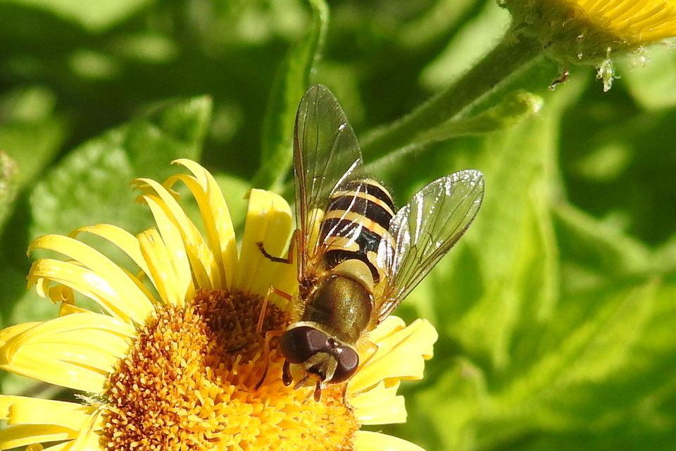 Syrphus