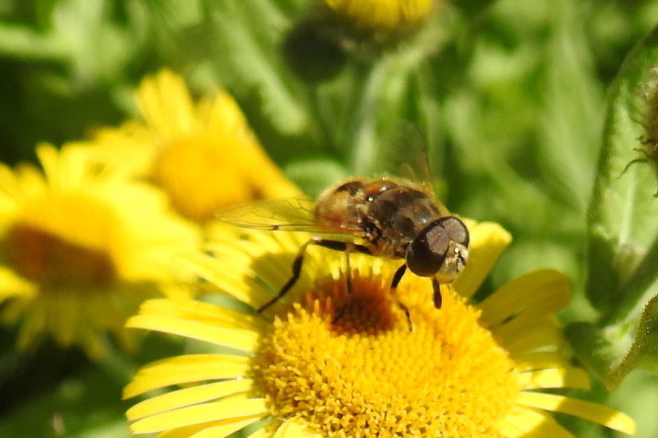 Eristalis arbustorum - fehérarcú herelégy