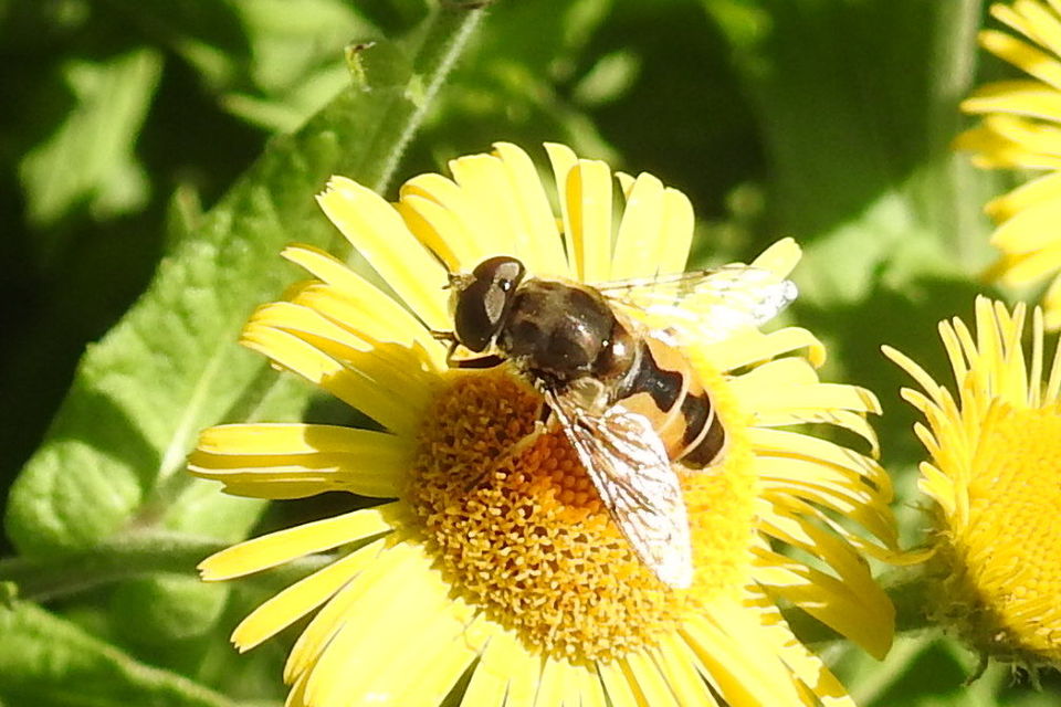 Eristalis arbustorum - fehérarcú herelégy