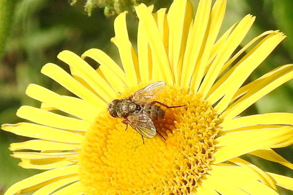 Peribaea