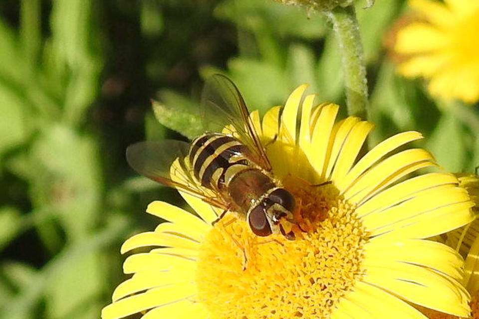 Syrphus