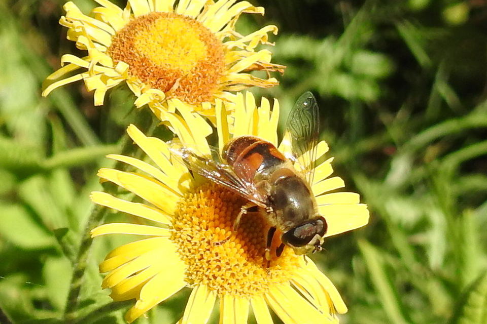 Eristalis tenax - közönséges herelégy