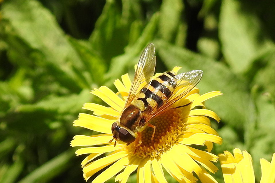 Syrphus