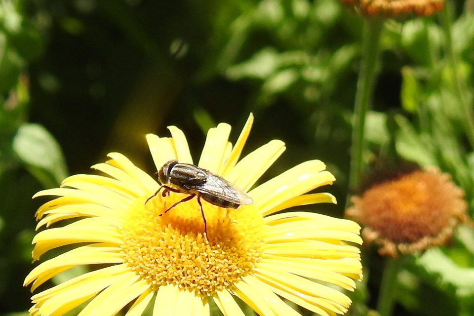 Stomorhina lunata - sáskaparazita légy