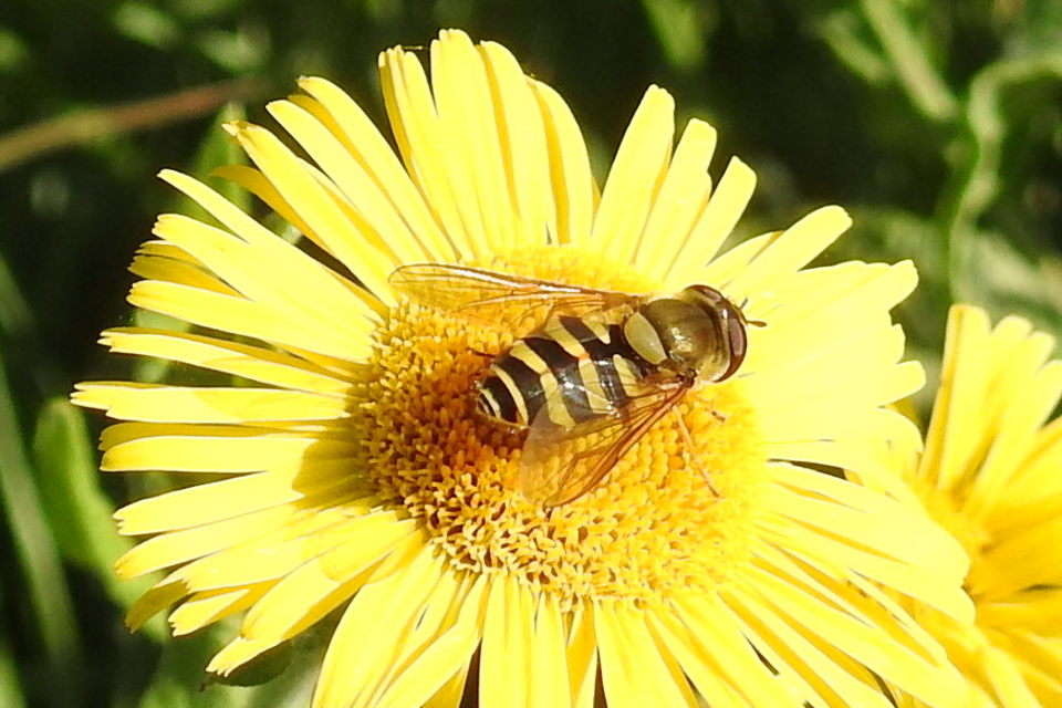 Syrphus