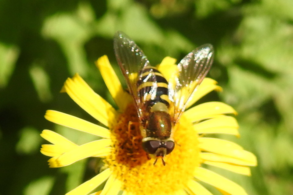 Syrphus