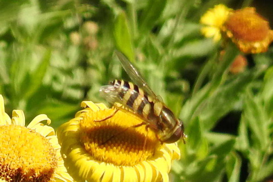 Syrphus