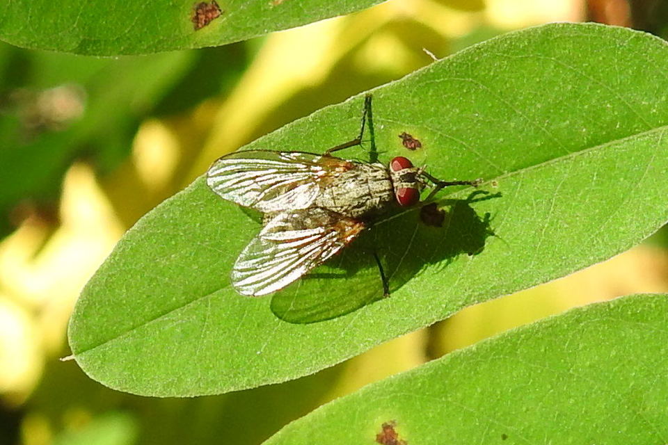 Muscidae - igazi legyek
