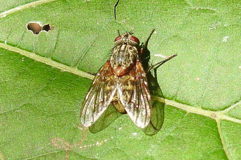 Phaonia valida