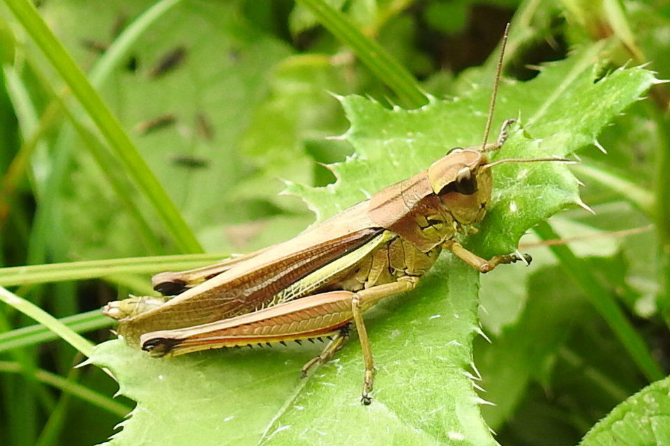 Stethophyma grossum - tundrasáska