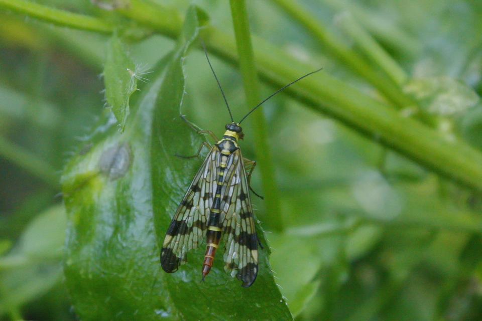 Panorpa communis/vulgaris