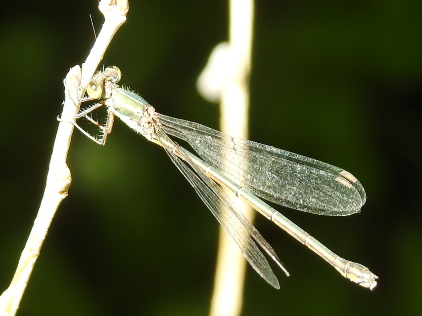 Chalcolestes parvidens - keleti zöld-rablószitakötő