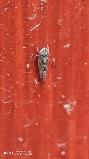 Psammotettix alienus