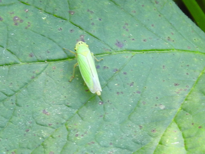 Cicadella viridis - méregzöld kabóca
