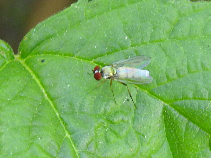 Dolichopodidae - szúnyoglábú legyek