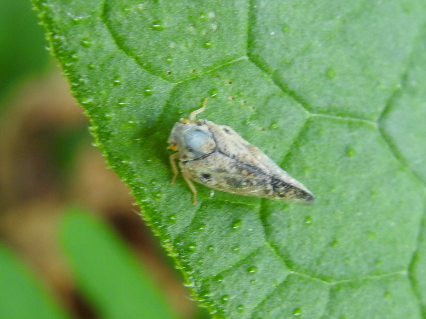 Metcalfa pruinosa - amerikai lepkekabóca