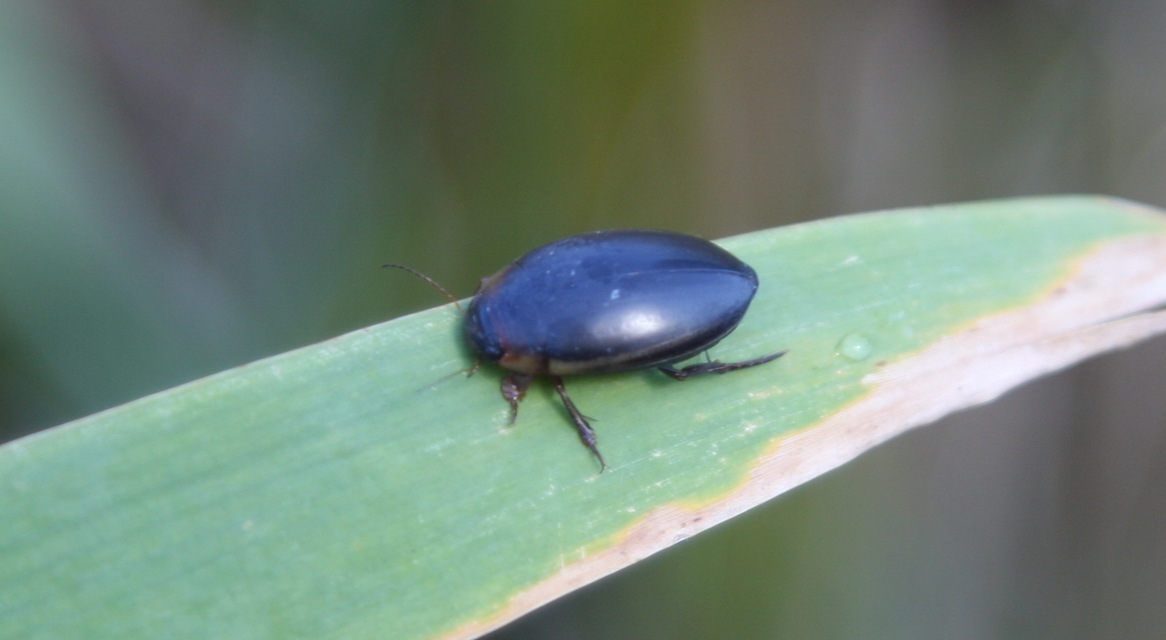 Hydaticus seminiger - fekete mocsáricsíkbogár