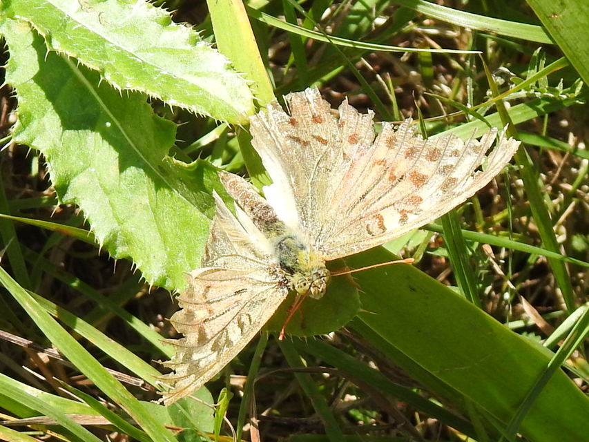 Argynnis pandora - zöldes gyöngyházlepke