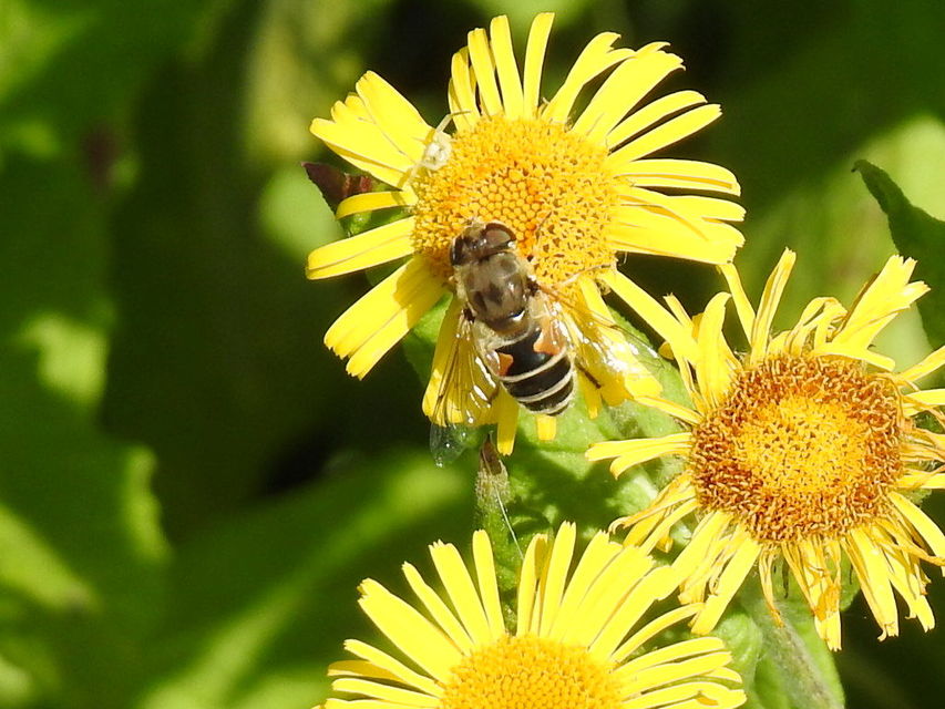 Eristalis arbustorum - fehérarcú herelégy