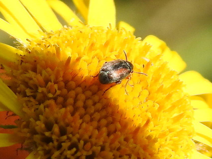 Acanthoscelides pallidipennis - gyalogakác-zsizsik