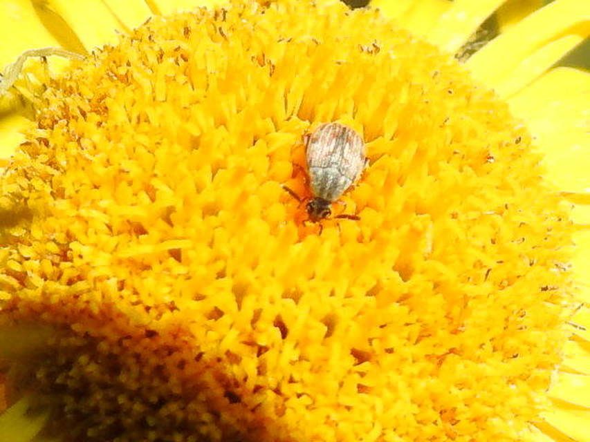 Acanthoscelides pallidipennis - gyalogakác-zsizsik