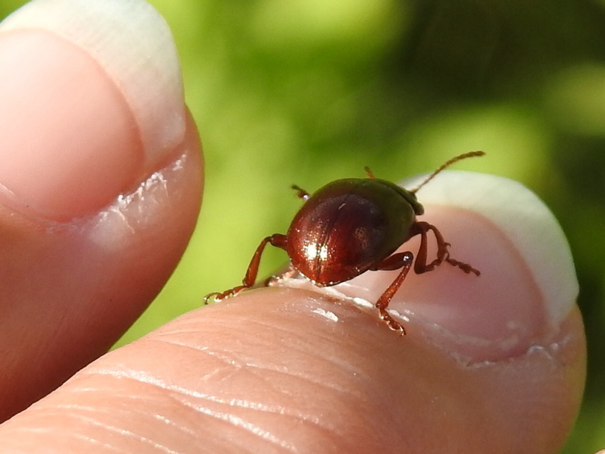 Chrysolina staphylaea - tavaszi levélbogár
