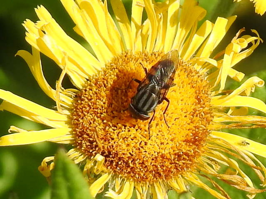 Stomorhina lunata - sáskaparazita légy
